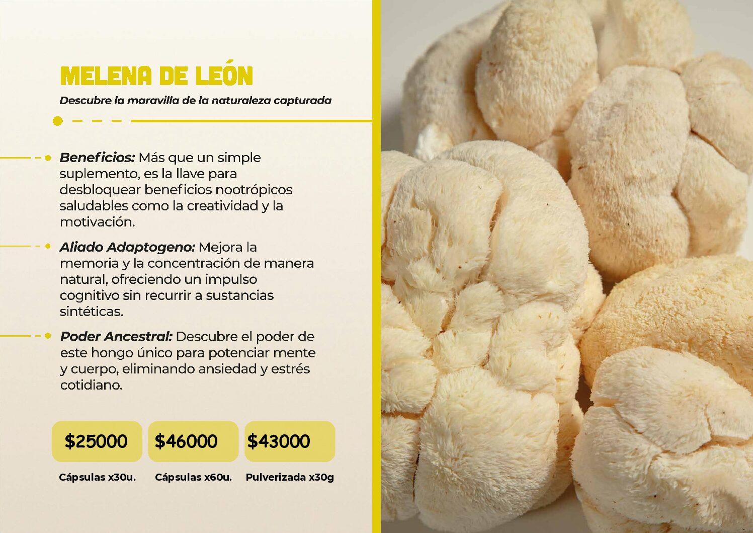 HONGOS ADAPTOGENOS - Image 14
