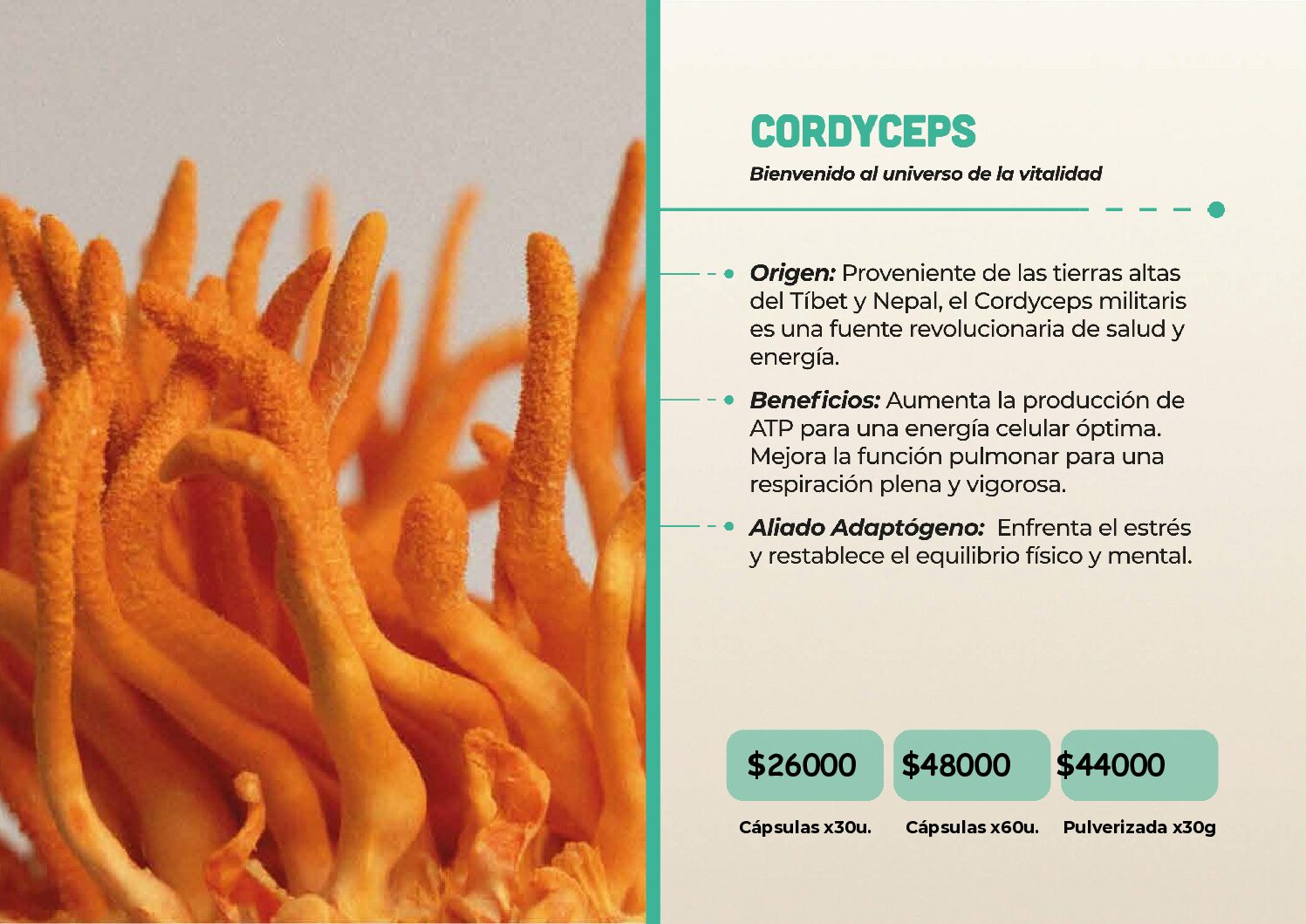 HONGOS ADAPTOGENOS - Image 15