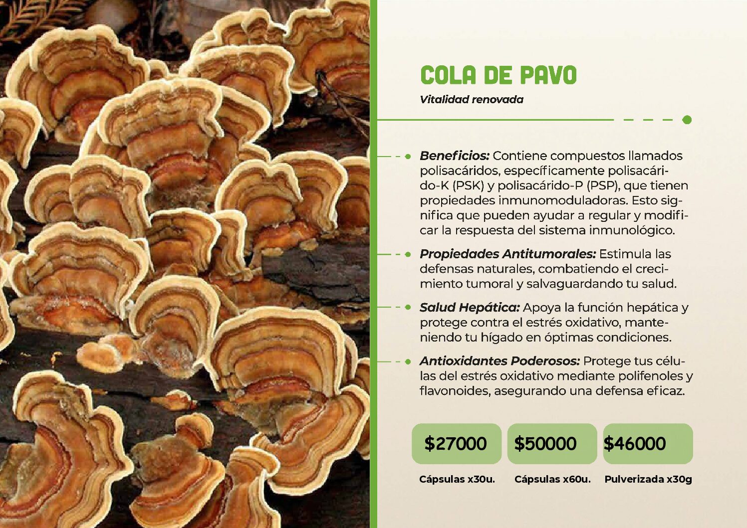 HONGOS ADAPTOGENOS - Image 19