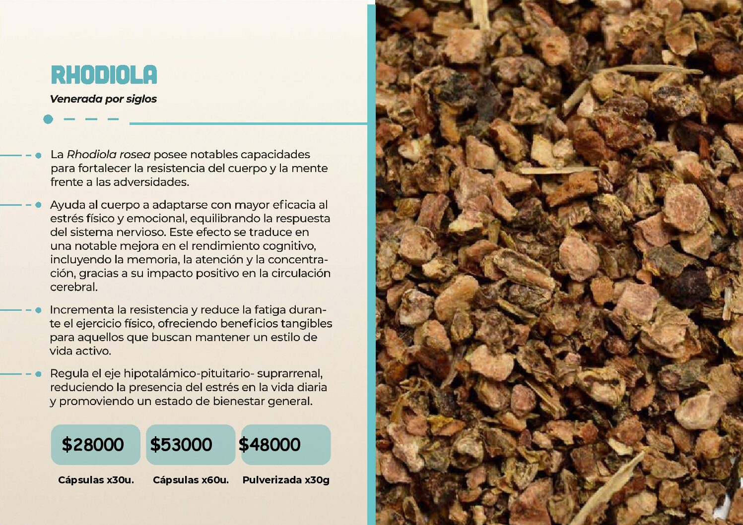 HONGOS ADAPTOGENOS - Image 20