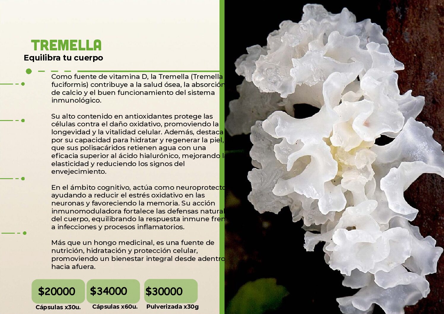 HONGOS ADAPTOGENOS - Image 22